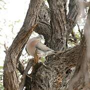 Mourning Collared Dove