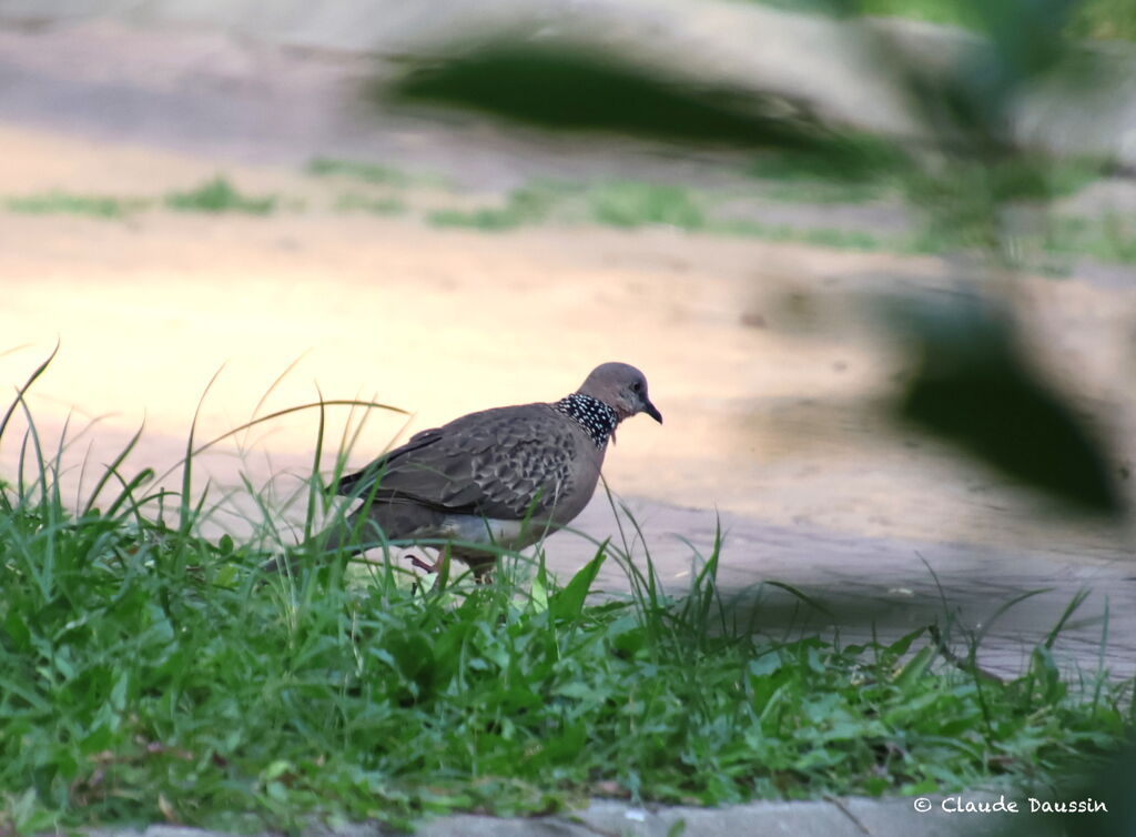 Spotted Dove