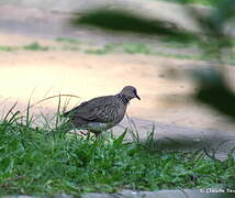 Spotted Dove