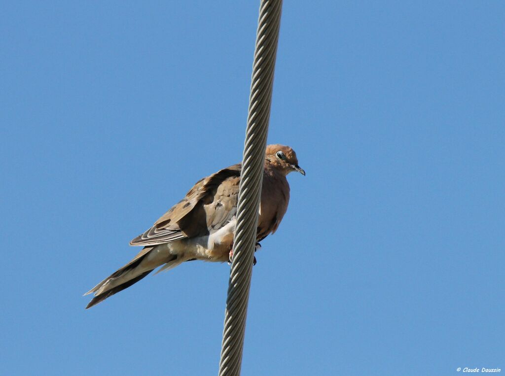 Mourning Dove