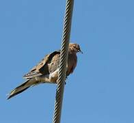 Mourning Dove