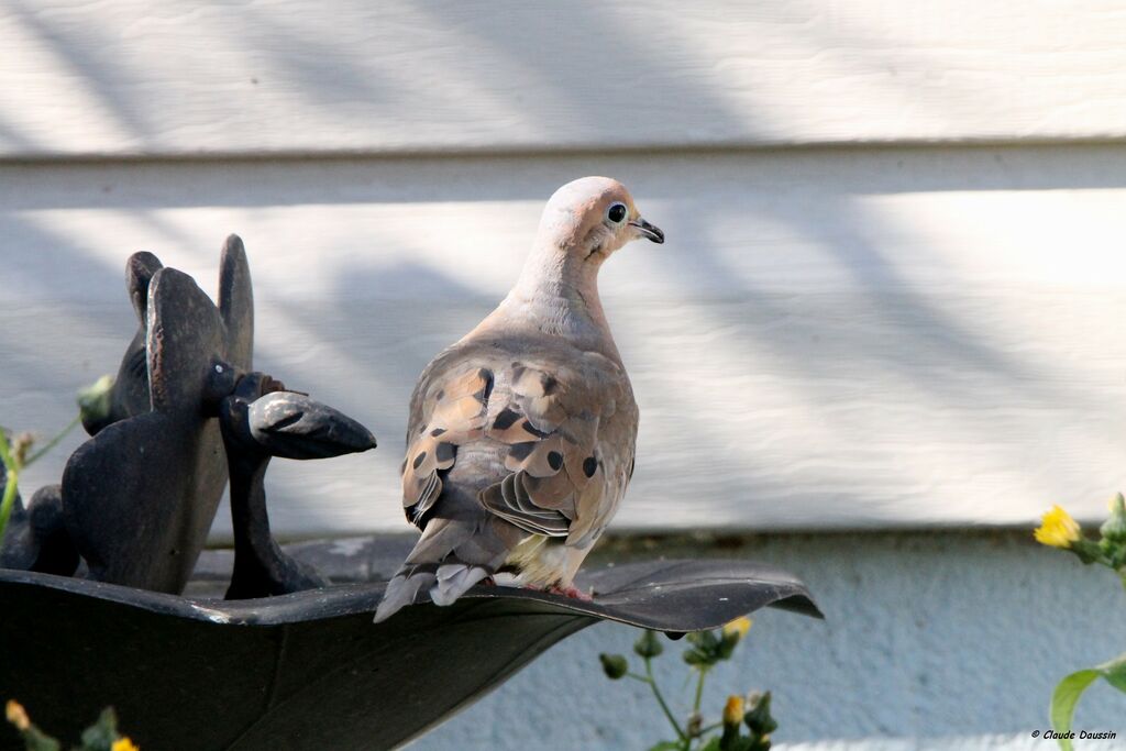 Mourning Dove