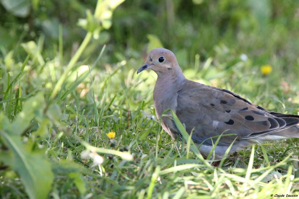 Mourning Dove