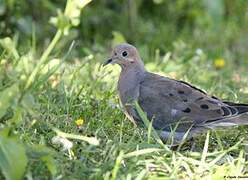 Mourning Dove