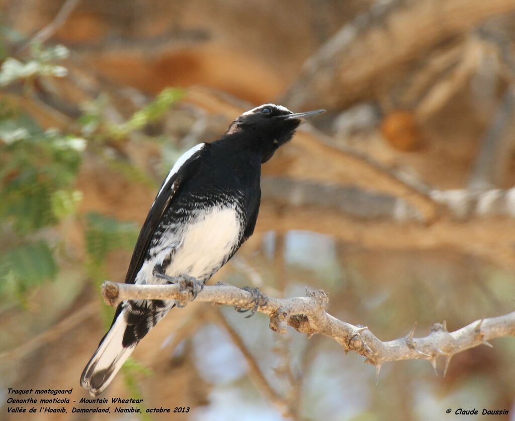 Mountain Wheatear