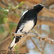 Mountain Wheatear