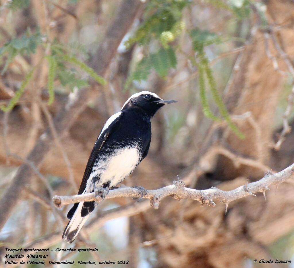 Mountain Wheatear