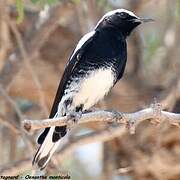 Mountain Wheatear