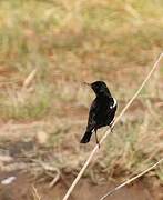 Mountain Wheatear