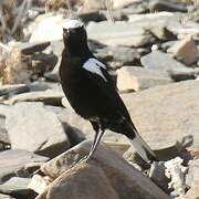 Mountain Wheatear