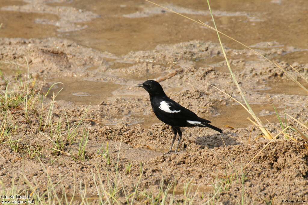 Traquet montagnard, identification