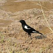 Mountain Wheatear