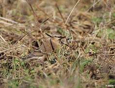 Northern Wheatear