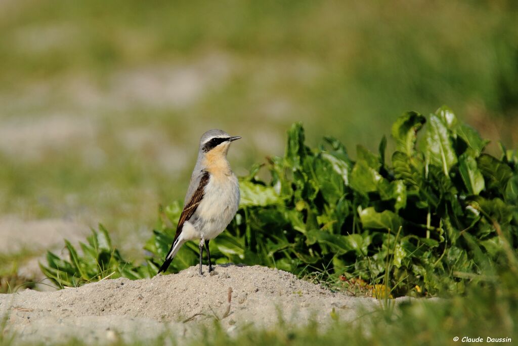 Northern Wheatear