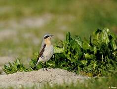 Northern Wheatear