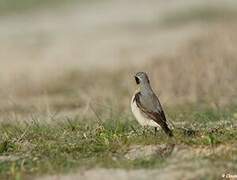 Northern Wheatear