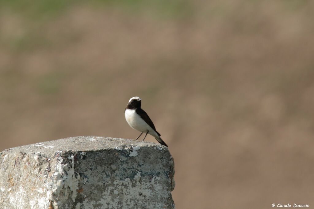 Pied Wheatear male