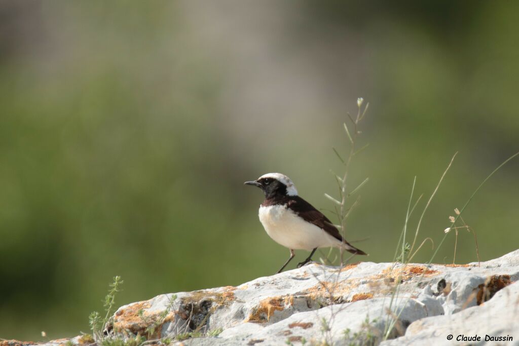 Pied Wheatear male