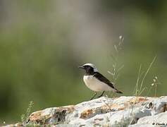 Pied Wheatear