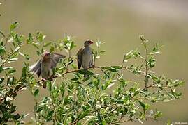 Red-billed Quelea