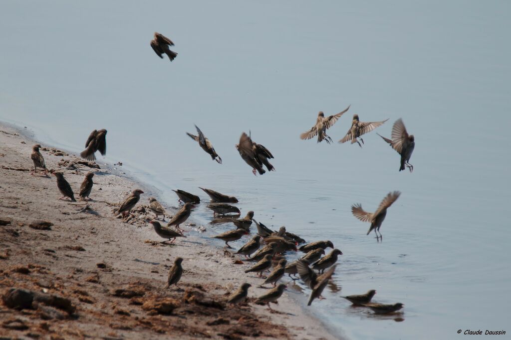 Red-billed Quelea