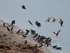 Red-billed Quelea