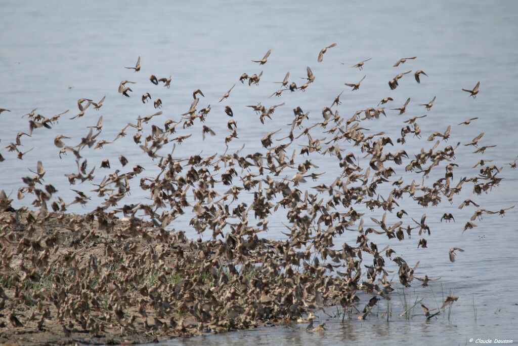 Red-billed Quelea