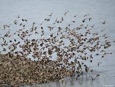Red-billed Quelea