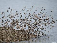 Red-billed Quelea