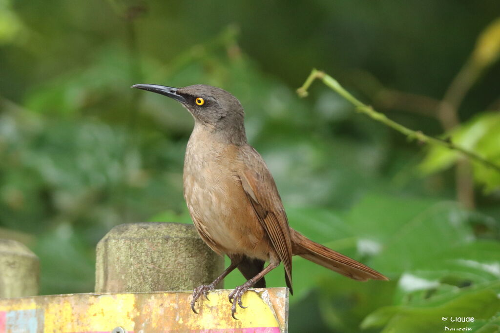 Brown Trembler