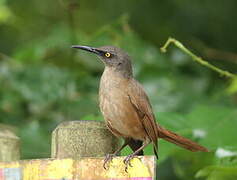 Brown Trembler