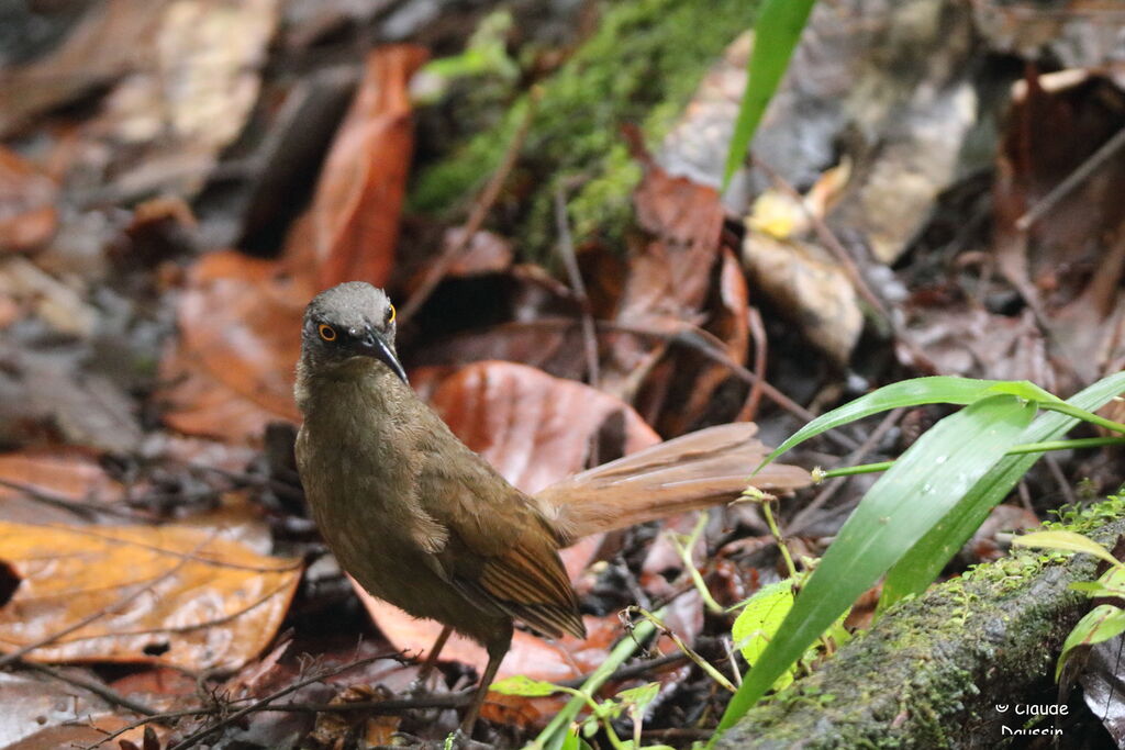 Brown Trembler