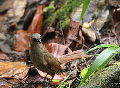 Brown Trembler