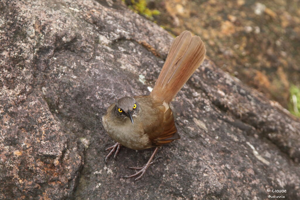 Brown Trembler