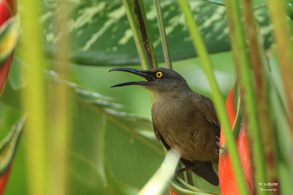 Brown Trembler