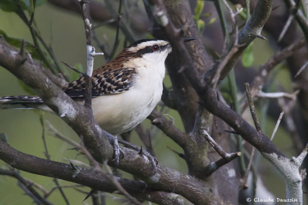 Veracruz Wrenadult