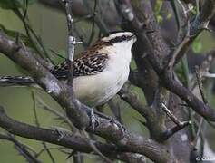 Veracruz Wren