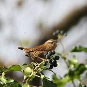 Eurasian Wren