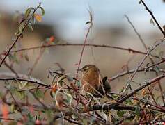 Eurasian Wren