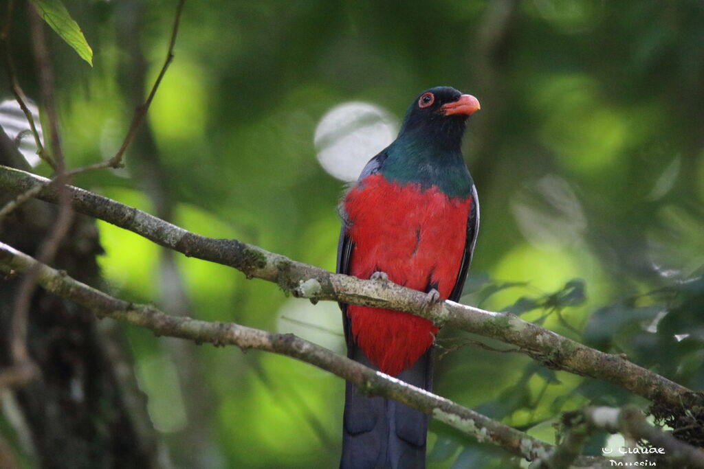 Trogon de Masséna mâle