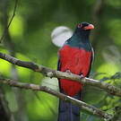 Trogon de Masséna