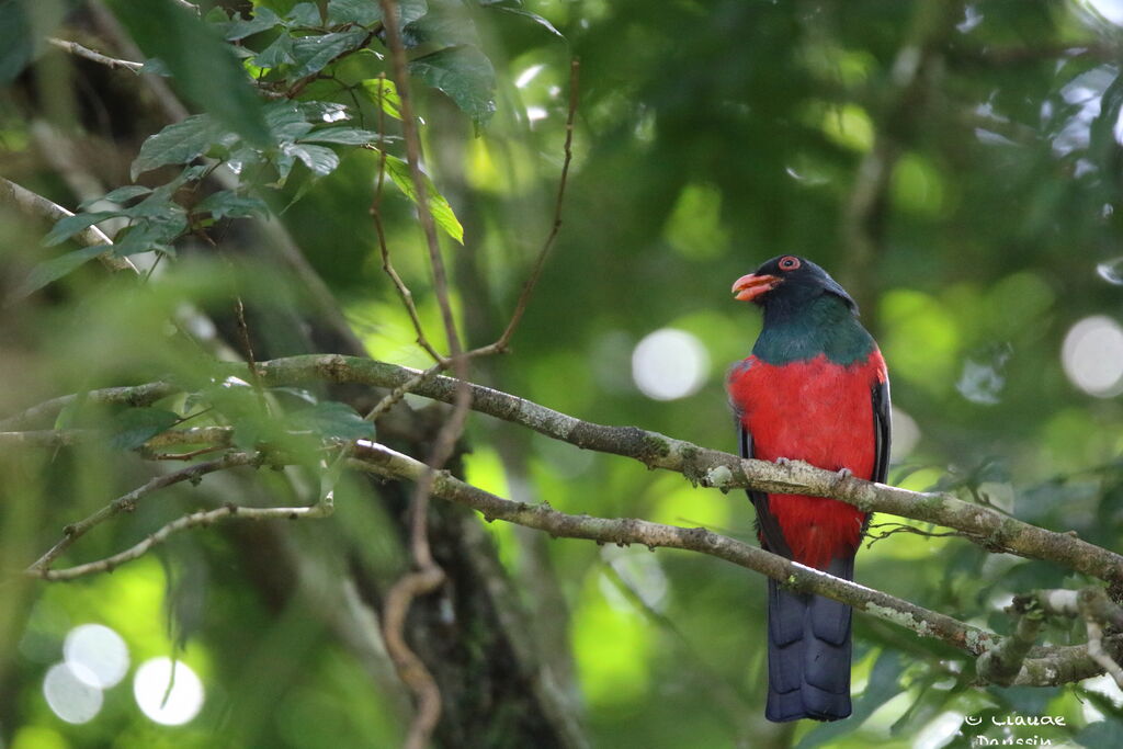 Trogon de Masséna mâle