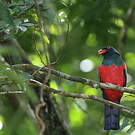 Trogon de Masséna