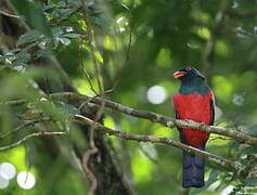 Slaty-tailed Trogon