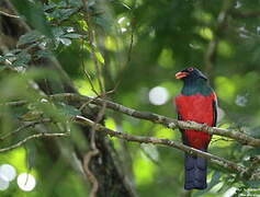 Slaty-tailed Trogon