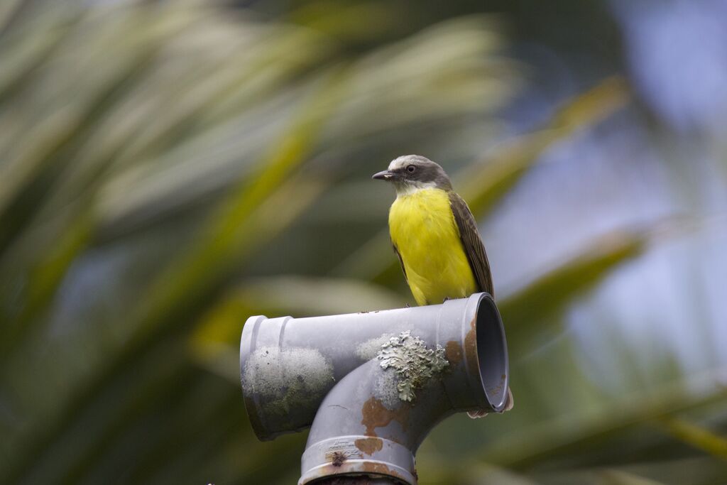 Grey-capped Flycatcher