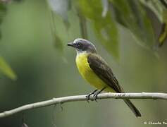 Grey-capped Flycatcher