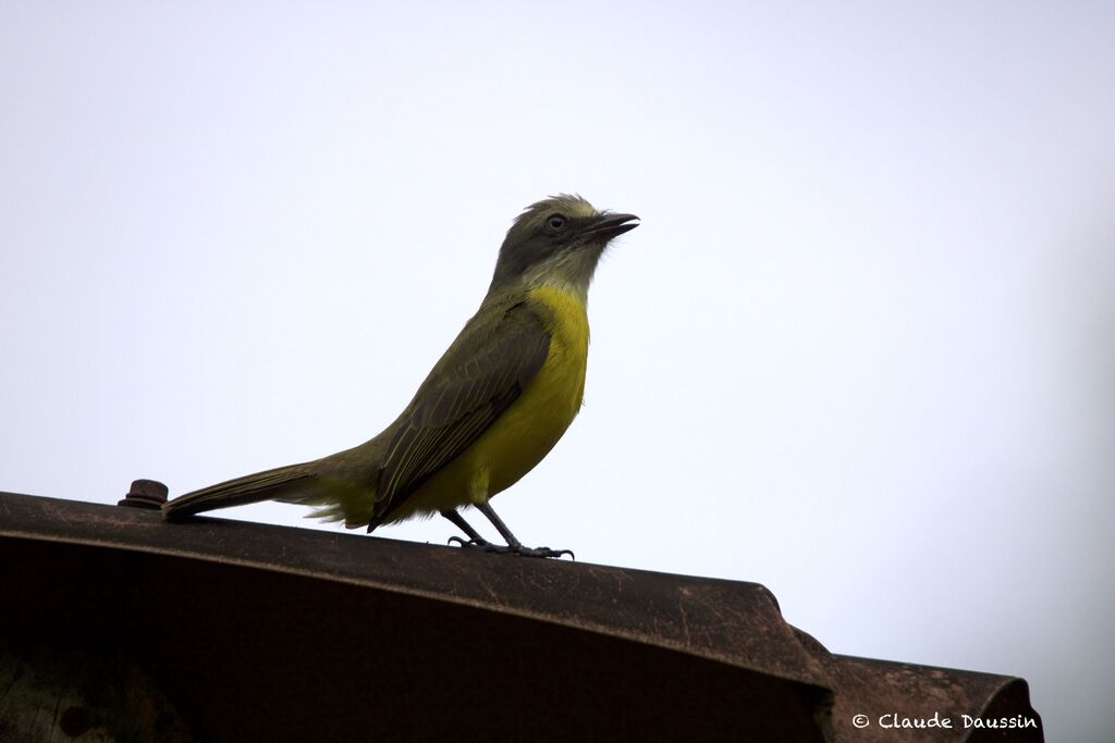 Grey-capped Flycatcheradult