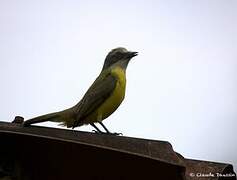 Grey-capped Flycatcher