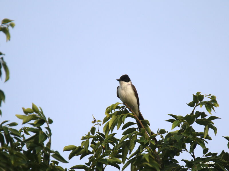 Fork-tailed Flycatcher male